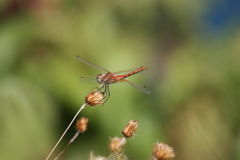 Sympetrum fonscolombii