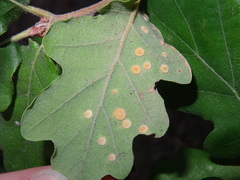 Neuroterus quercusbaccarum