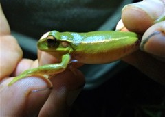 Boana prasina