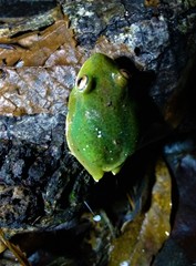 Aplastodiscus leucopygius