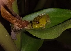 Scinax crospedospilus