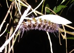Lepidoptera