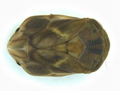 Clastoptera querci