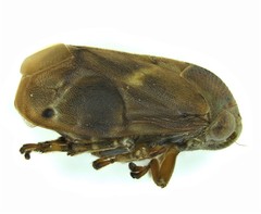 Clastoptera querci