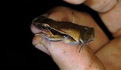 Physalaemus olfersii