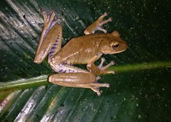 Bokermannohyla circumdata