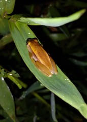 Dendropsophus sanborni