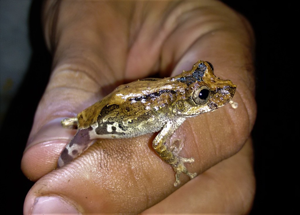 Sousas Snouted Treefrog
