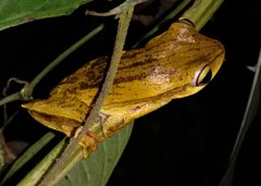 Boana bischoffi