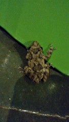 Scinax acuminatus