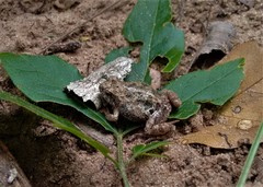 Physalaemus biligonigerus