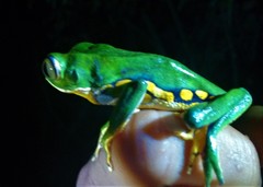 Phyllomedusa burmeisteri