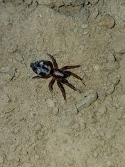 Sergiolus