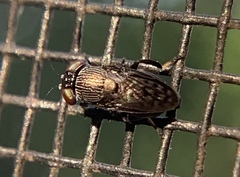 Notogramma