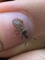 Ceraleptus pacificus