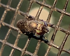Notogramma