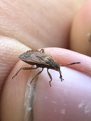 Ceraleptus pacificus