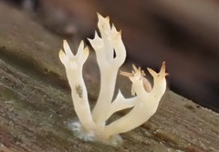 Artomyces austropiperatus