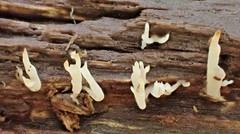 Artomyces austropiperatus
