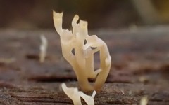 Artomyces austropiperatus