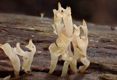 Artomyces austropiperatus