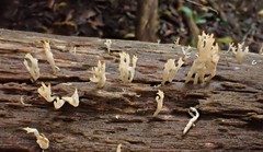 Artomyces austropiperatus