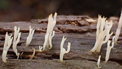 Artomyces austropiperatus