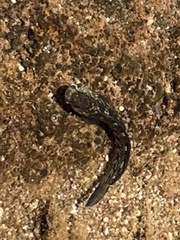 Istiblennius zebra