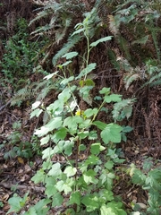 Ribes sanguineum glutinosum