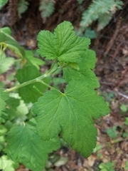 Ribes sanguineum glutinosum