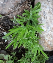 Ceratocephala testiculata