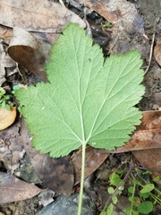 Ribes sanguineum glutinosum