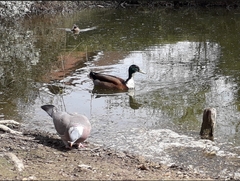 Anas platyrhynchos domesticus