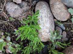 Ceratocephala testiculata