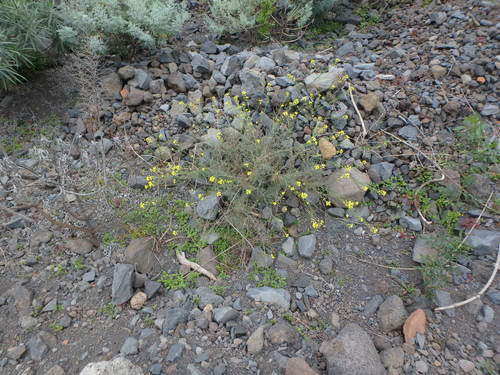 Descurainia lemsii, photograph 1