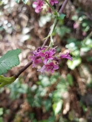 Ribes sanguineum glutinosum