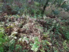 Ribes sanguineum glutinosum