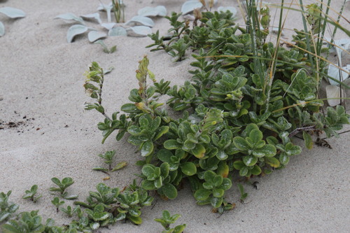 Image of Silene crassifolia by (c) Tony Rebelo, some rights reserved (CC BY-SA)