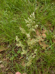 Poa arachnifera