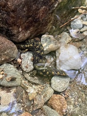 Desmognathus marmoratus