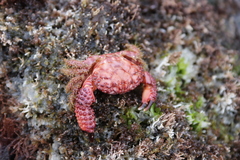 Paraxanthias taylori