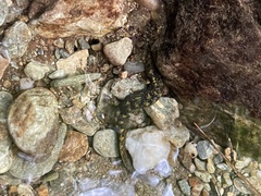 Desmognathus marmoratus