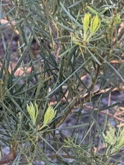 Acacia hakeoides