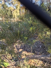Acacia hakeoides