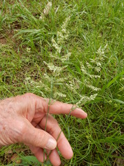 Poa arachnifera