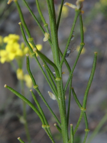 Descurainia lemsii image