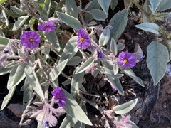 Solanum diversiflorum