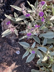 Solanum diversiflorum