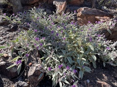 Solanum diversiflorum