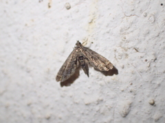 Lathrotelinae